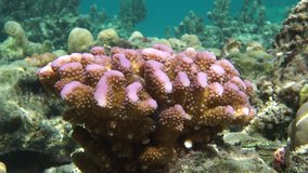 Close up of Pocillopora cauliflower coral with pink color, underwater in the lagoon of Bora Bora, Pacific ocean, French Polynesia