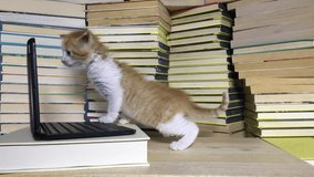 4K HD Video of one Orange and white tabby kitten looking at a miniature laptop type computer looking behind and at screen shakes head. Piles of books around and behind computer. light wood table