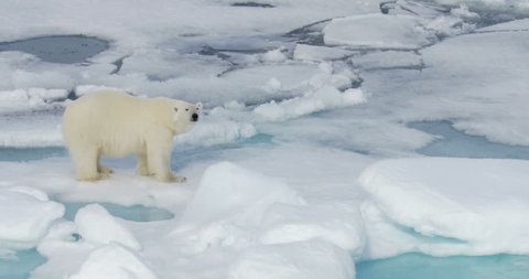 Polar Bear standing on broken sea ice 

