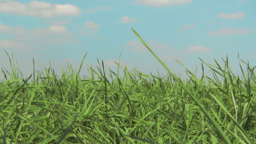 Wind in grass