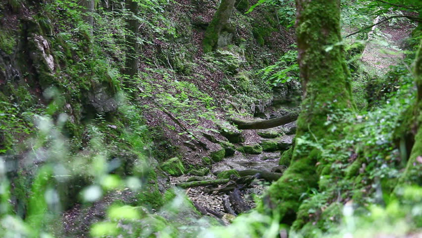 plants in a moss valley