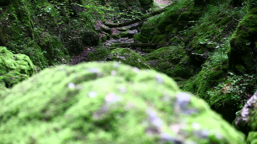 rock and moss