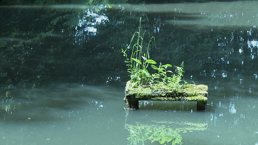 a small wooden platform with plants in blue lake