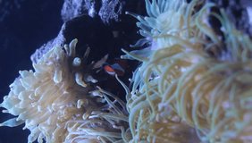 Depth of field video of tropical clown fish swimming among white anemone