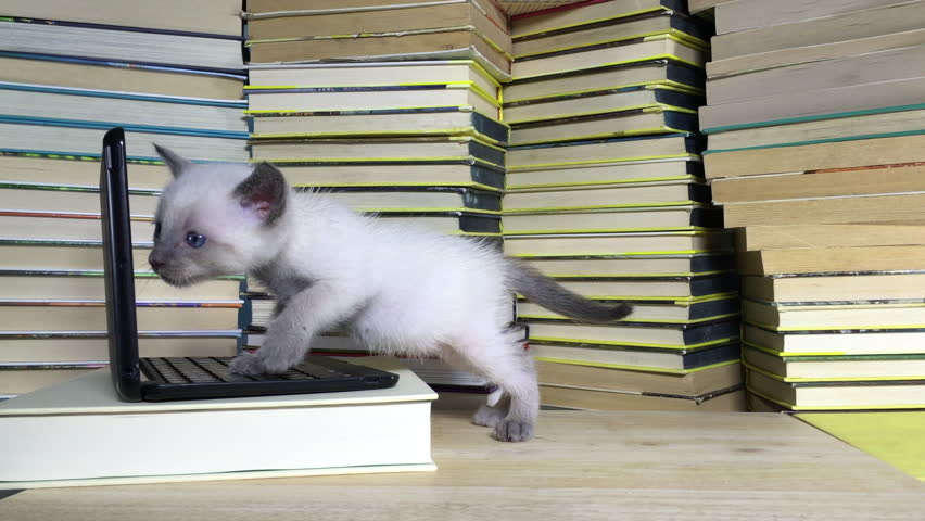 4K HD Video of one small siamese kitten looking at a miniature laptop type computer looking behind and sniffing computer screen. Piles of books around and behind computer. light wood table | Shutterstock HD Video #20262001