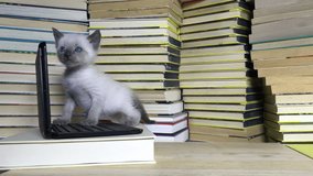 4K HD Video of one small siamese kitten looking at a miniature laptop type computer looking behind and sniffing computer screen. Piles of books around and behind computer. light wood table