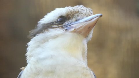 Kookaburras are terrestrial tree kingfishers of genus Dacelo native to Australia and New Guinea. The single member of the genus Clytoceyx is commonly referred to as the shovel-billed kookaburra.