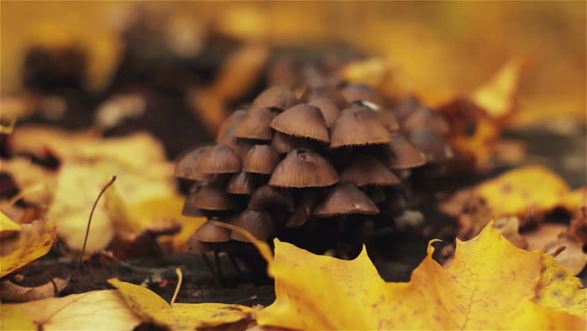 Mushrooms on a stump, autumn leaves