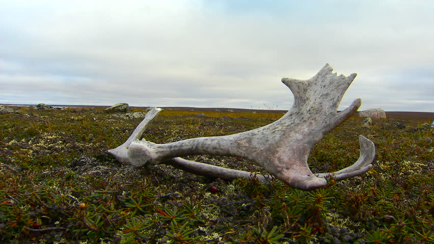 Scenic Shot of Caribou Antlers on ground in Tundra grass.