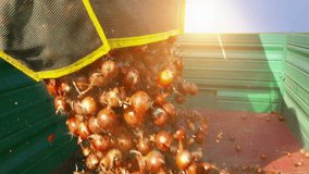 A bunch of onions in a tractor trailer of a combine harvester, Harvest Onions in a Field, 4 K Video Clip