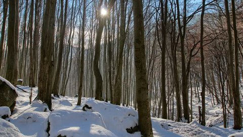 4K timelapse of forest full of snow, sun coming trough the branches.