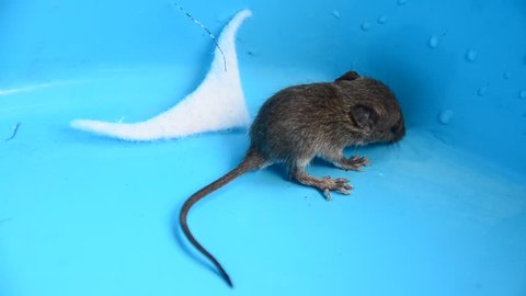 Baby Rat Or Mouse In Stock Footage Video 100 Royalty Free Shutterstock