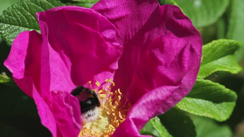 flowers wild rose and bee