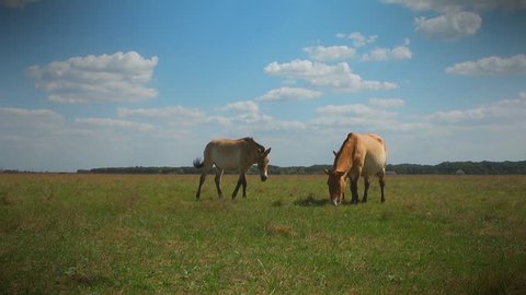 Two Przewalski's horses and foal grazing in the meadow. Ukraine, Askania Nova Reserve.