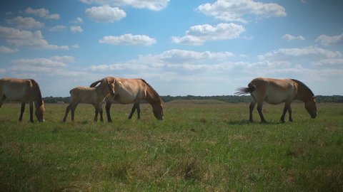 Three Przewalski's horses and foal grazing in the meadow. Ukraine, Askania Nova Reserve.