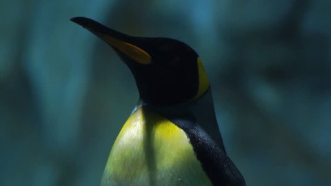 Penguin, close-up Stock Video