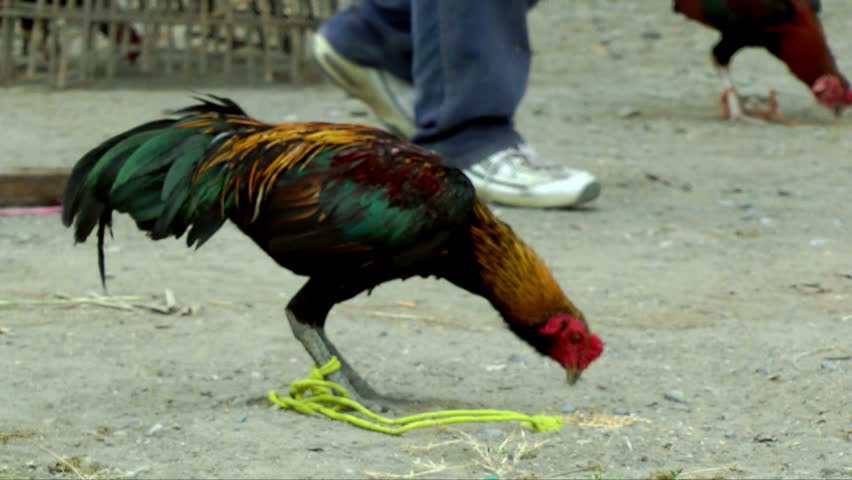 A fighting rooster gets ready for his next fight