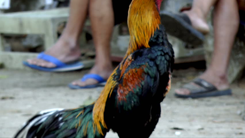 Fighting rooster