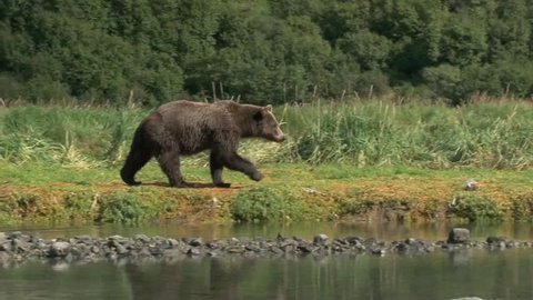 Grizzly Bear walking along riverbank