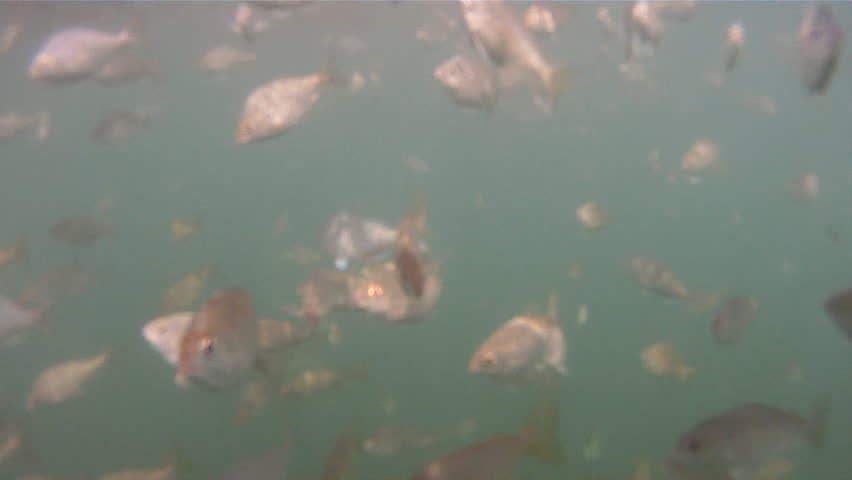 Fish (Pinfish) in the Florida Keys