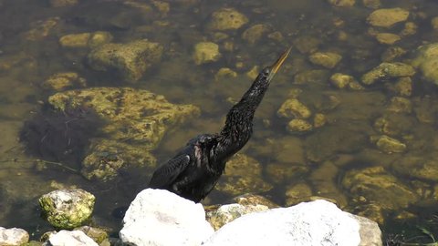 Anhinga drying up its feathers in Florida wetlands