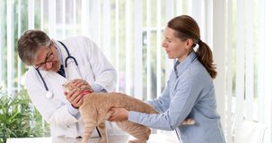 Veterinarian doctor examine ill cat health in veterinary clinic.
