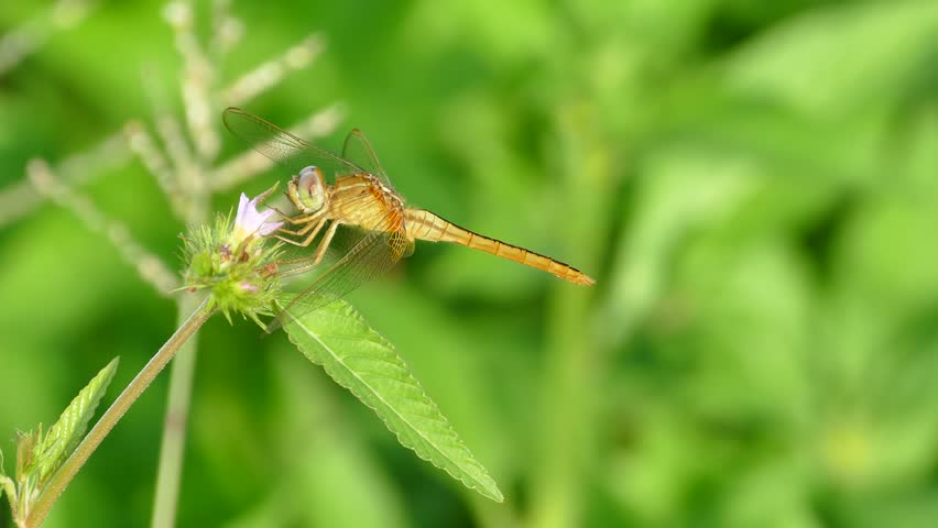 Dragonfly on a leaf 4k | Shutterstock HD Video #20293930