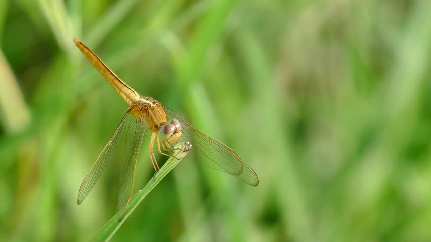 Dragonfly on a leaf 4k | Shutterstock HD Video #20293948