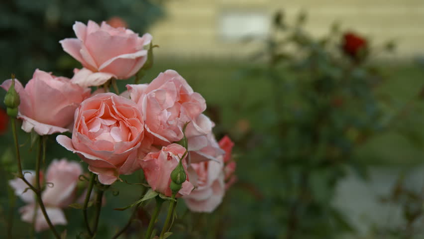 Young Man Sniffing Smelling Roses in the Park