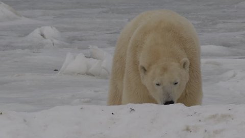 Slow motion - two polar bears bight and attack each other on ice