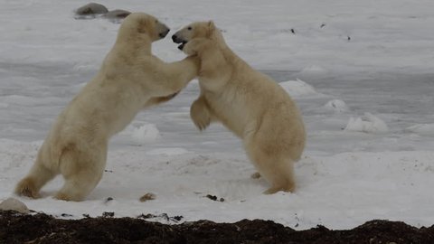 Slow motion -two polar bears test strength on ice by fighting