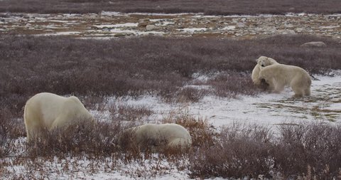 Two polar bears spar playfully in willows while two others watch