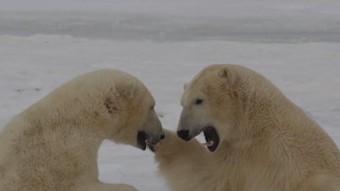 Slow motion - two polar bears punch and bight standing