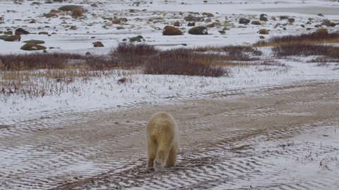 Slow motion - polar bear runs down dirt track towards bay