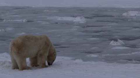 Polar bear sniffs at ice and snow at dusk