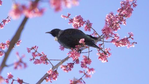 Tui in a cherry blossom tree