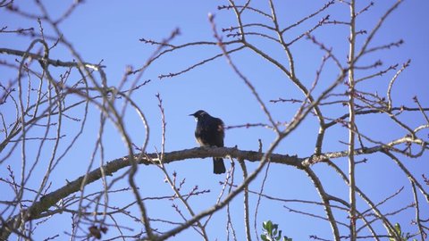 Tui calling from a branch