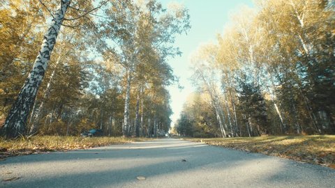 Cyclists pass by the camera and go the distance. Bike Lane in the beautiful autumn forest. The guy and the girl made a trip by bicycle in the autumn forest. Like-minded