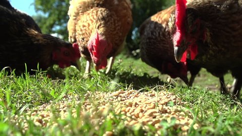 A group of free range chickens enjoying eating grain and corn in the sunshine. Filmed in slow motion in a pretty farmyard meadow.