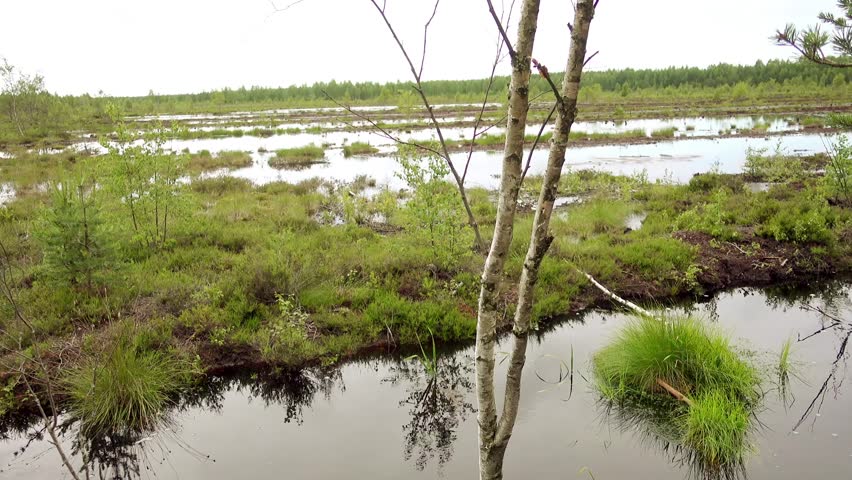 Two little beautiful girls walk on Swamp Field In Viru Raba in Lahemaa, Estonia.