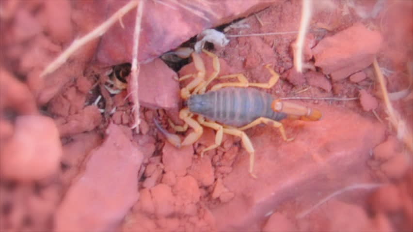Crawling Scorpion