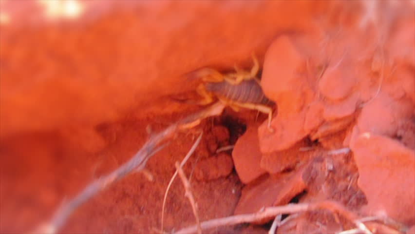 Scorpion in Moab