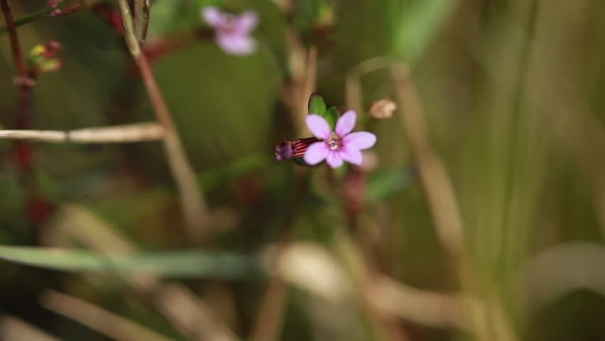 Small purple flowers in reeds.