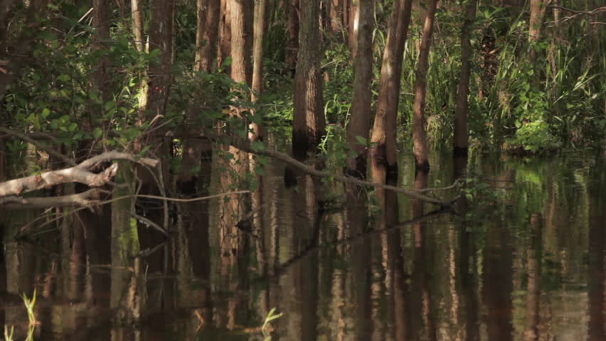 A forest in water at Everglades National forest.