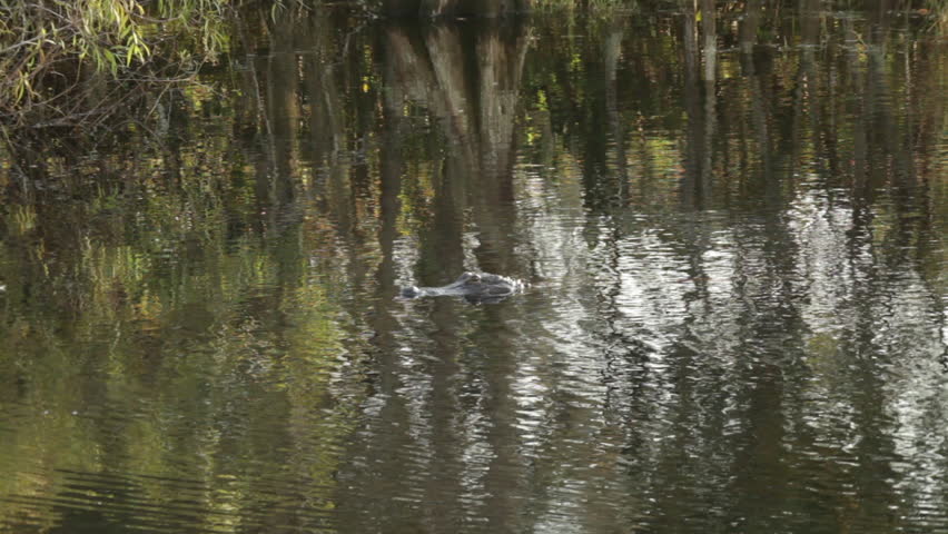 American crocodile in the Florida Everglades.