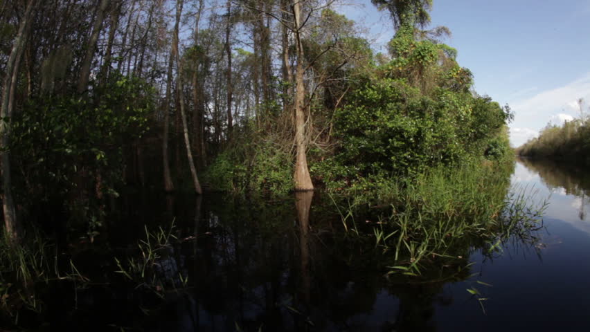 Slow pan of trees in the Florida Everglades.