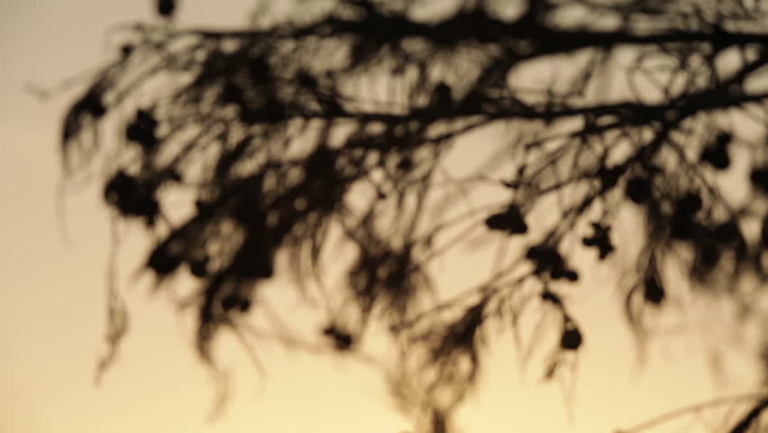 Tree branch silhouette.