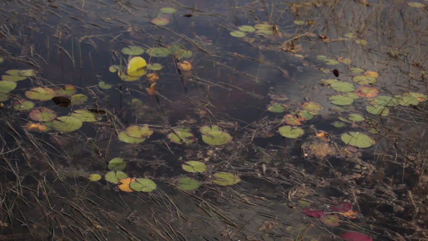 Close up view of a marshy pond with lily pads on it.