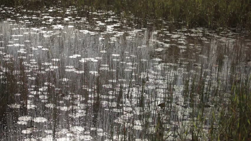 Marshy pond with reeds and lily pads.