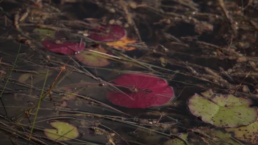 Marshy pond with red and green lily pads on it.